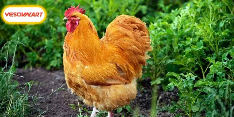 Điểm qua các hình huấn luyện chăm sóc Orpington thành công