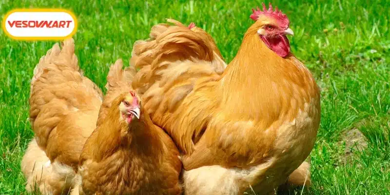 Nguyên nhân khiến chiến kê Orpington này được yêu thích